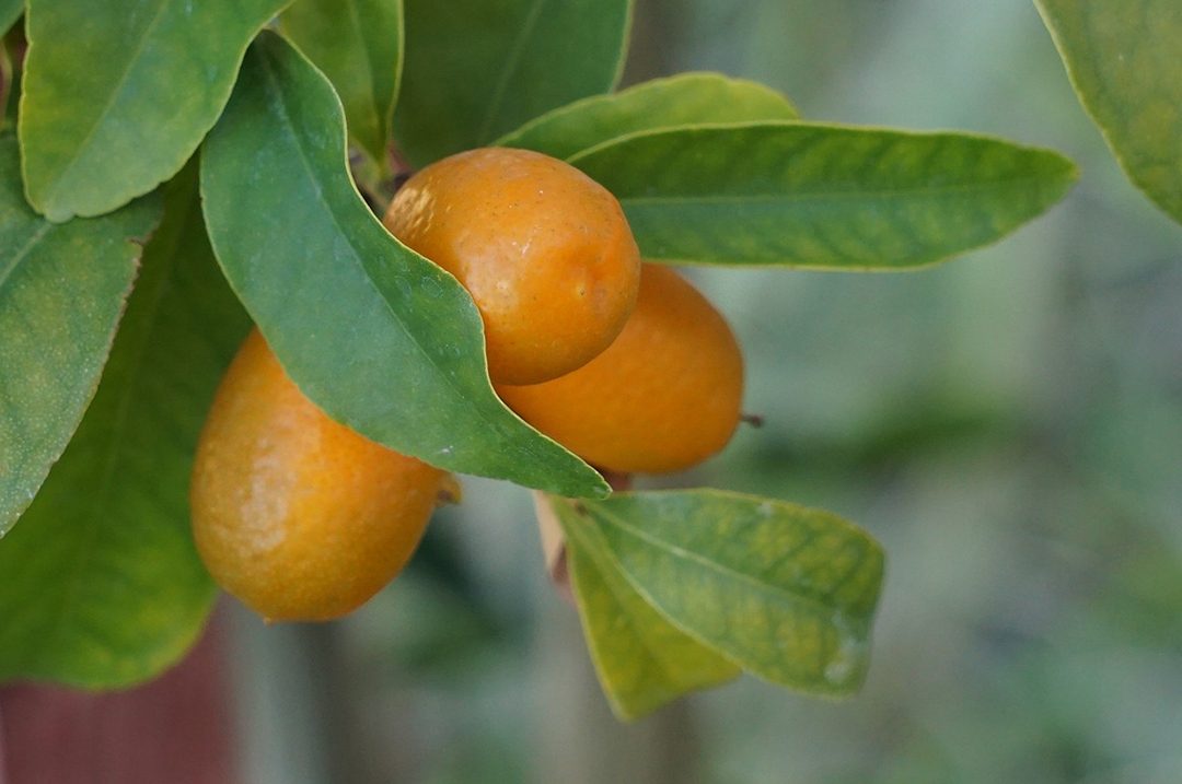 header-kumquat