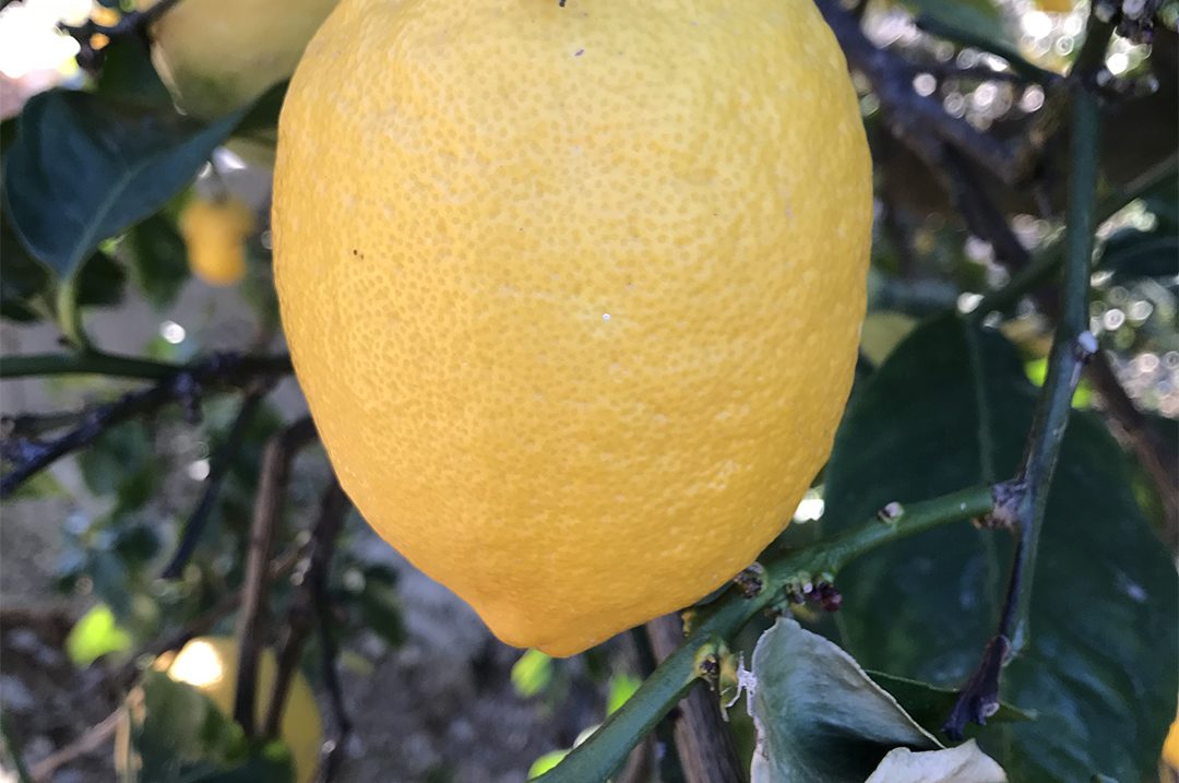 header-limon
